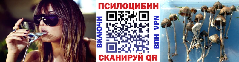 kraken   Чапаевск  Галлюциногенные грибы Psilocybe 